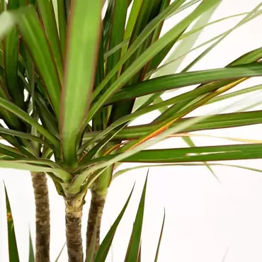 Dracaena marginata d24 cm H120cm 3stam - afbeelding 3