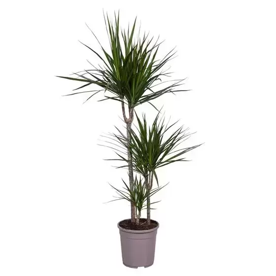 Dracaena Marginata 60-30-15, Plant Collect, www.tuincentrumoutlet.com