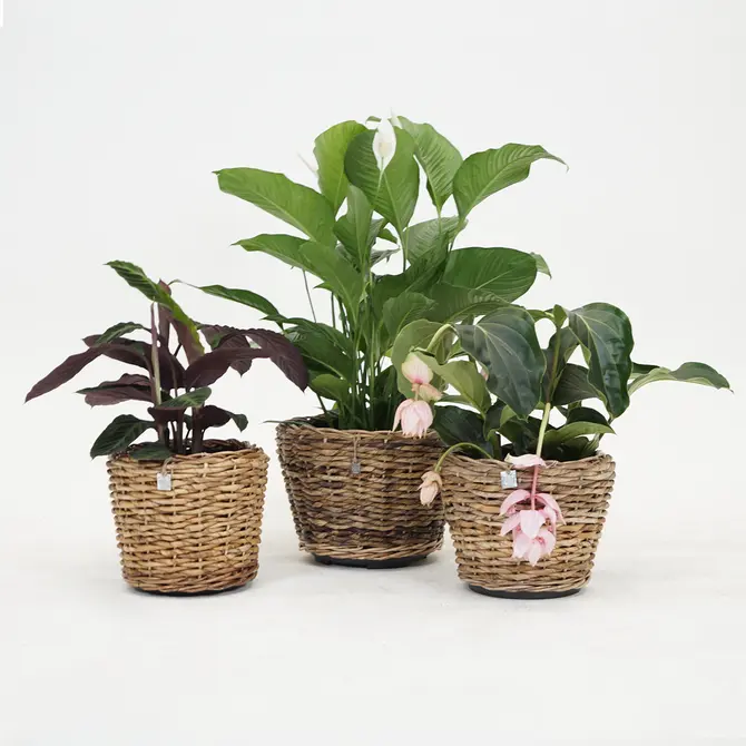 Drypot abaca d35h30cm - afbeelding 5