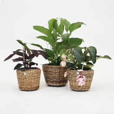 Drypot abaca d36h28cm - afbeelding 5