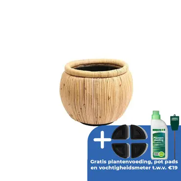 Drypot rotan d48h39cm blond
