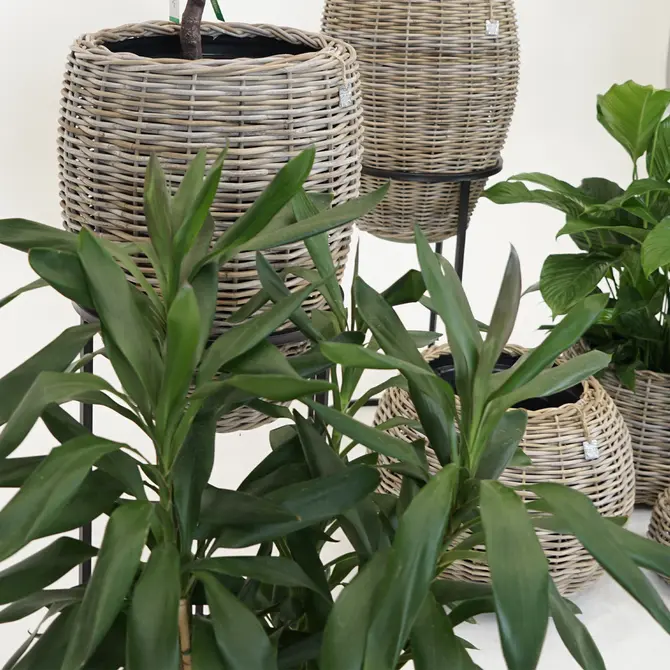 Drypot rotan vaas d48h62cm grijs - afbeelding 6