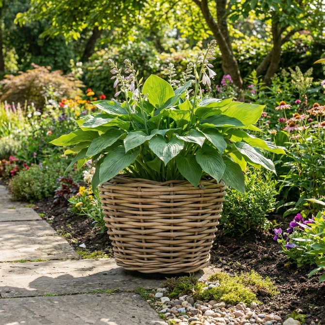 Drypot Sawah Extra Dik Rotan Bruin d68h52cm - afbeelding 5