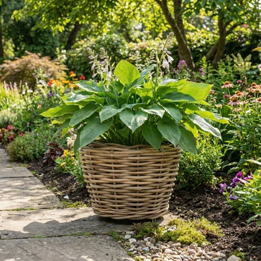 Drypot Sawah Extra Dik Rotan Grijs d68h52cm met dichte inzetpot - afbeelding 5