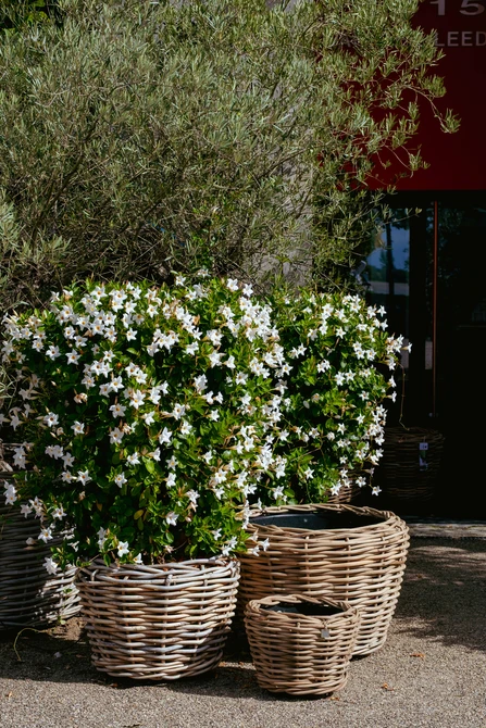 Drypot Sawah Extra Dik Rotan Grijs d83h61cm met dichte inzetpot - afbeelding 6