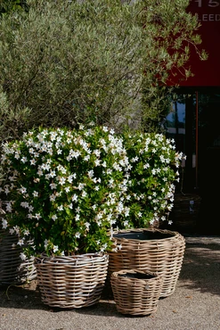 Drypot Sawah Extra Dik Rotan Grijs d83h61cm met dichte inzetpot - afbeelding 6