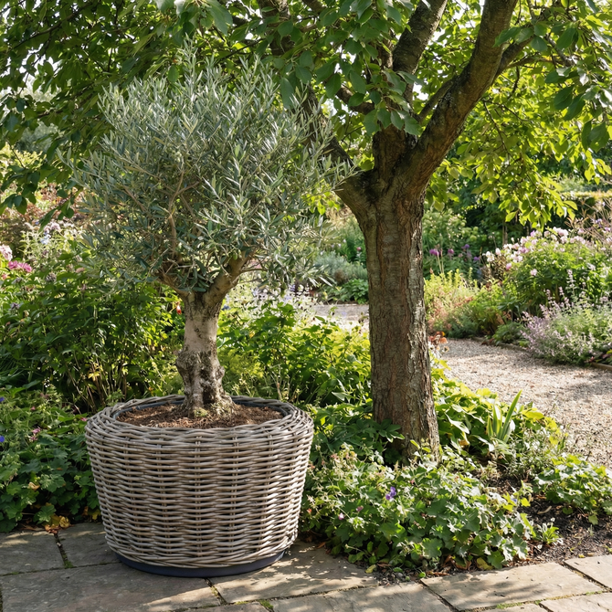 Drypot Sawah Jumbo Extra Dik Rotan Grijs d100h70cm - afbeelding 2