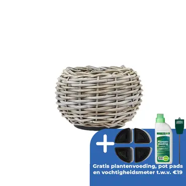 Drypot tina rotan d29h19cm grijs