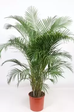 Dypsis lutescens Areca p24, Plant Collect, www.tuincentrumoutlet.com