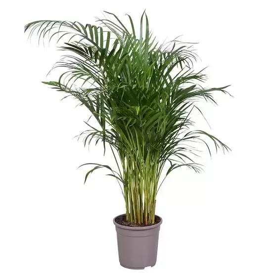 Dypsis Lutescens p34, Plant Collect, www.tuincentrumoutlet.com