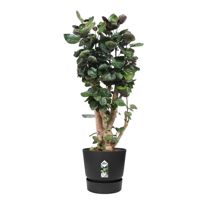 Elho Greenville Pot Living Black (Ø 55 cm), Plant, Elho, Tuincentrum Outlet