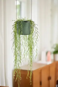 ELHO Hangpot b.for swing 18cm blad groen hangplant, Elho, tuincentrumoutlet