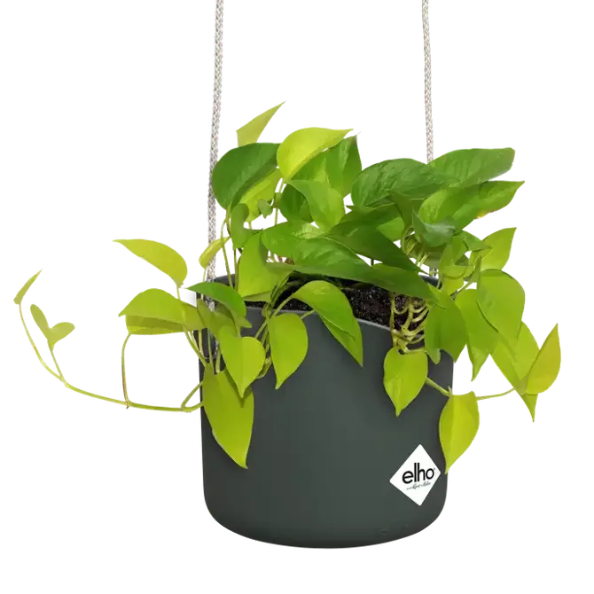 ELHO Hangpot b.for swing 18cm blad groen sfeer met plant, Elho, tuincentrumoutlet