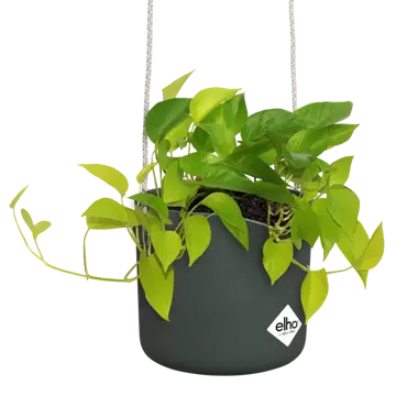 ELHO Hangpot b.for swing 18cm blad groen sfeer met plant, Elho, tuincentrumoutlet