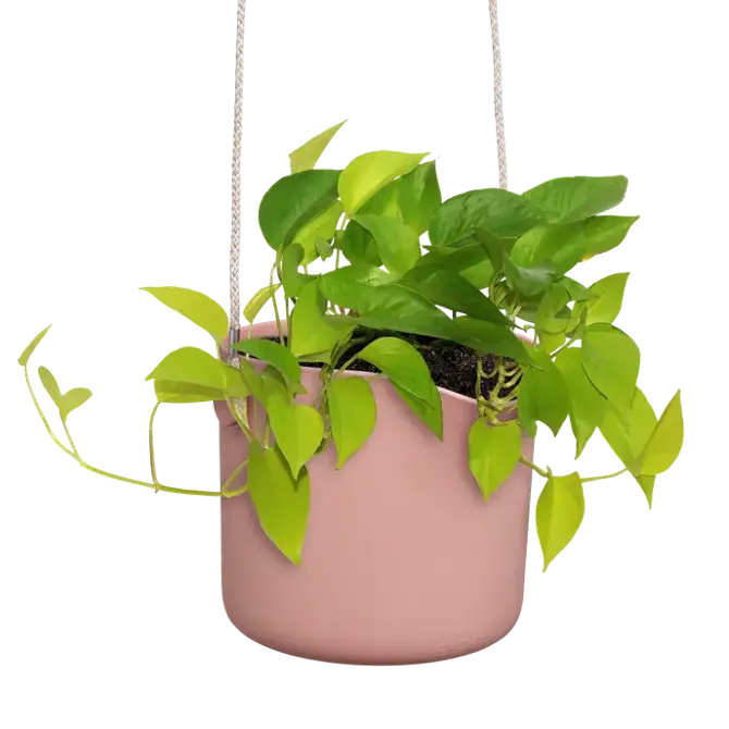 ELHO Hangpot b.for swing 18cm dlct roze plant in pot, Elho, tuincentrumoutlet