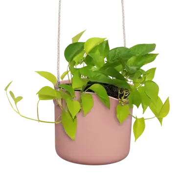 ELHO Hangpot b.for swing 18cm dlct roze plant in pot, Elho, tuincentrumoutlet