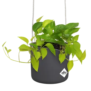 ELHO Hangpot b.for swing d18cm antrct sfeer, Elho, tuincentrumoutlet