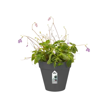 loft urban green wall single 15cm antraciet, Elho, tuincentrumoutlet