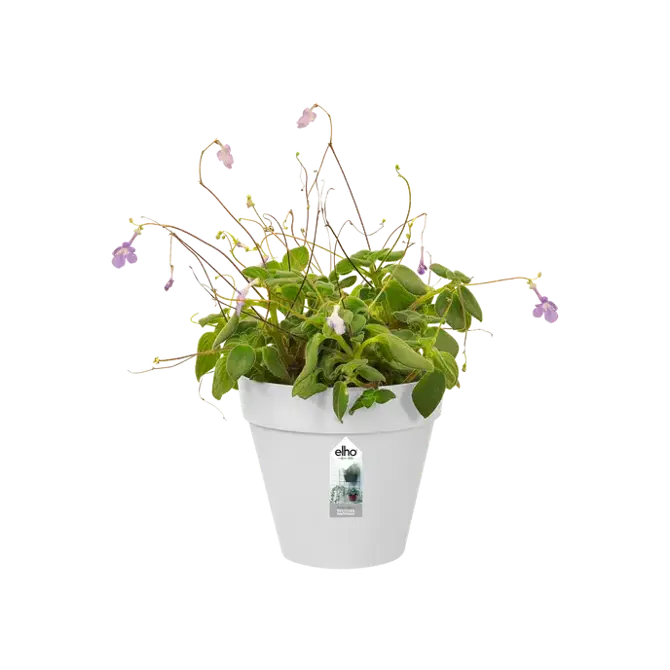 loft urban green wall single 15cm wit pot met plant, Elho, tuincentrumoutlet