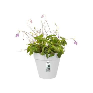 loft urban green wall single 15cm wit pot met plant, Elho, tuincentrumoutlet