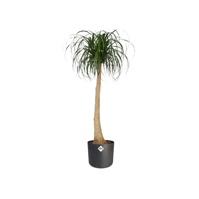 b.for soft rond 25cm antraciet plant, Elho, tuincentrumoutlet