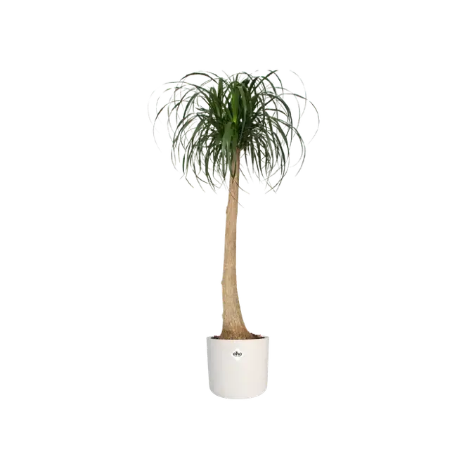 B.for soft rond 25cm wit plant, Elho, tuincentrumoutlet