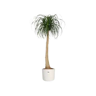 B.for soft rond 25cm wit plant, Elho, tuincentrumoutlet