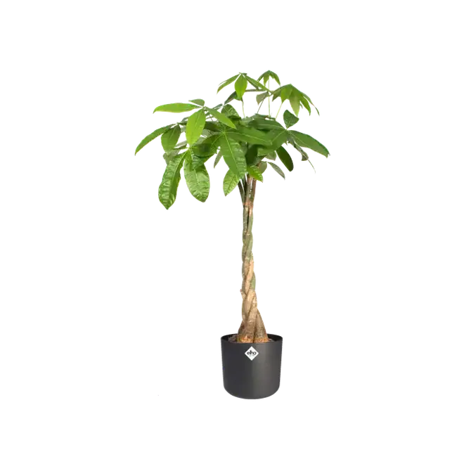 B.for soft rond 30cm antraciet plant, Elho, tuincentrumoutlet