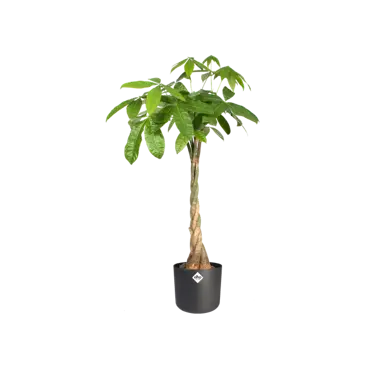 B.for soft rond 30cm antraciet plant, Elho, tuincentrumoutlet