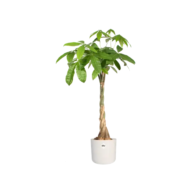 B.for soft rond 30cm wit plant, Elho, tuincentrumoutlet
