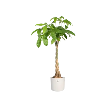 B.for soft rond 30cm wit plant, Elho, tuincentrumoutlet