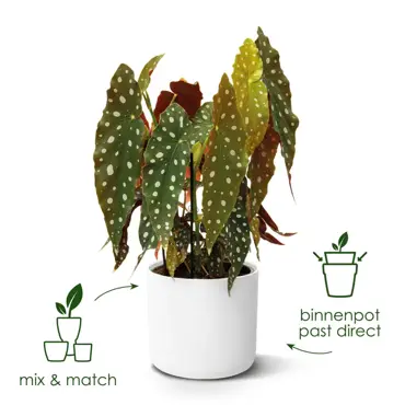 B.for soft rond 30cm wit plant USP'S, Elho, tuincentrumoutlet