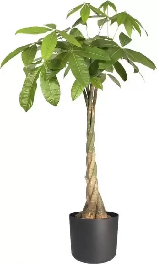 Elho Pot b.for soft d35cm antraciet - afbeelding 4