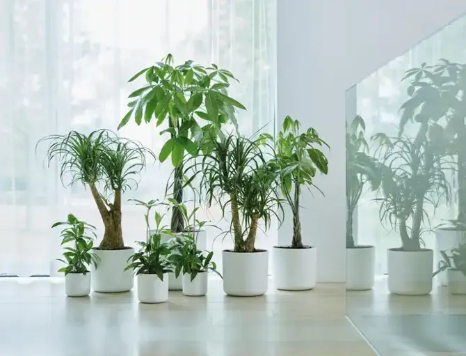 B.for soft rond 35cm wit sfeer, Elho, tuincentrumoutlet