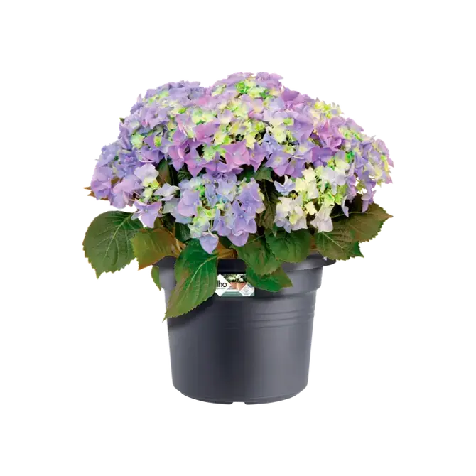 Green basics cilinder 55cm living black plant, Elho, tuincentrumoutlet