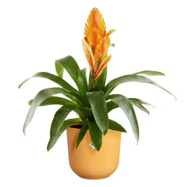 ELHO Pot jazz 14cm amber geel sfeer, Elho, tuincentrumoutlet