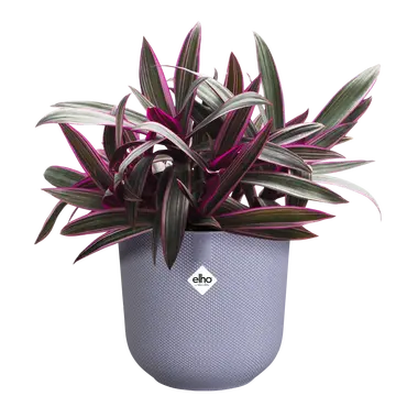 ELHO Pot jazz 14cm lavendel lila sfeer, Elho, tuincentrumoutlet