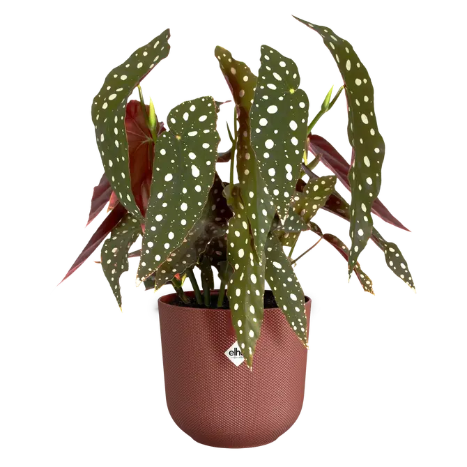 ELHO Pot jazz 14cm toscaans rood plant, Elho, tuincentrumoutlet