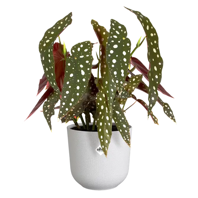 ELHO Pot jazz 14cm zijdewit sfeer, Elho, tuincentrumoutlet