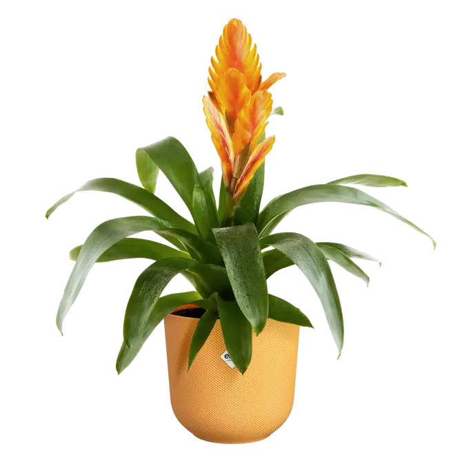 ELHO Pot jazz 19cm amber geel sfeer, Elho, tuincentrumoutlet