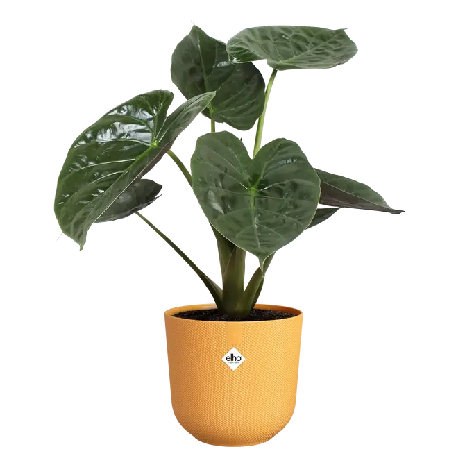 ELHO Pot jazz 23cm amber geel plant, Elho, tuincentrumoutlet