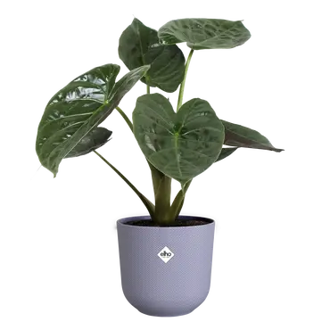 ELHO Pot jazz 23cm lavendel lila sfeer, Elho, tuincentrumoutlet