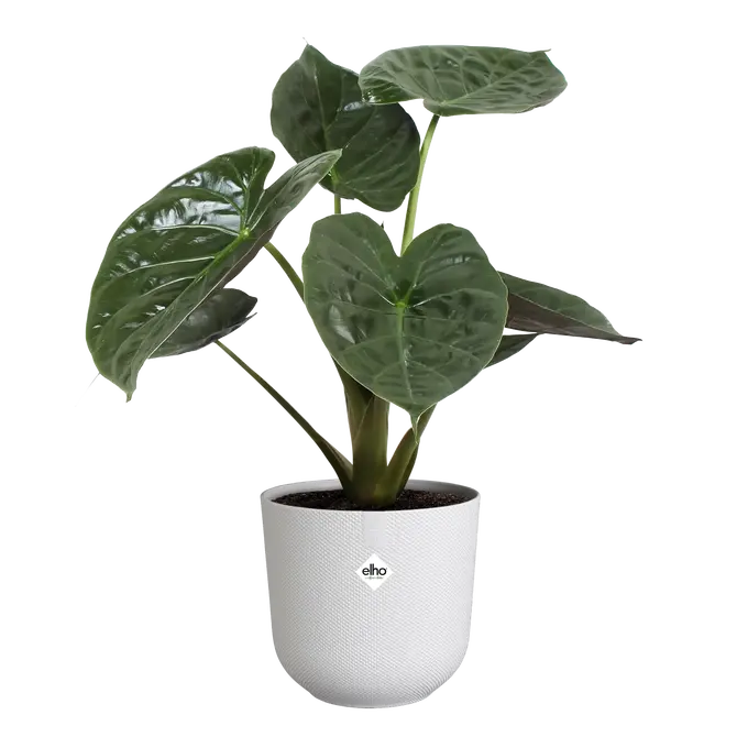 ELHO Pot jazz 23cm zijdewit sfeer, Elho, tuincentrumoutlet