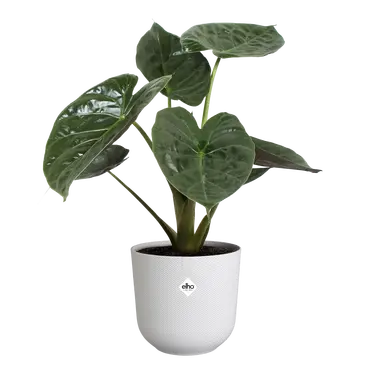 ELHO Pot jazz 23cm zijdewit sfeer, Elho, tuincentrumoutlet