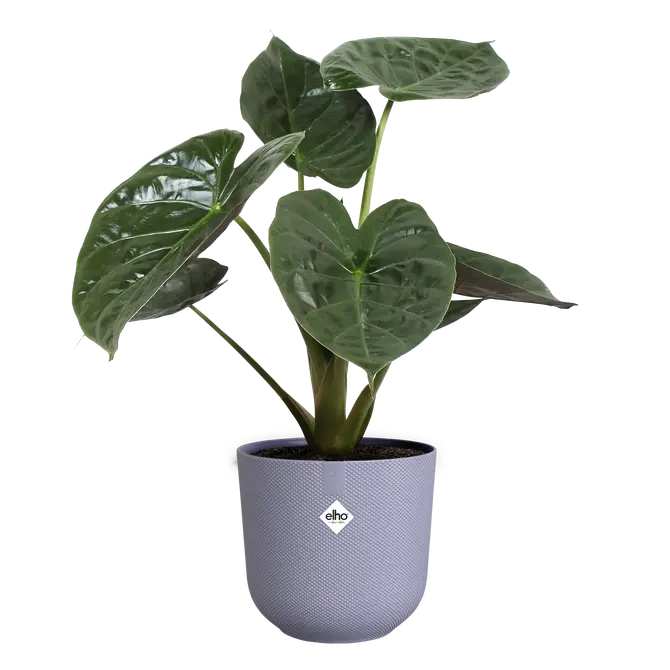 ELHO Pot jazz 26cm lavendel lila plant, Elho, tuincentrumoutlet