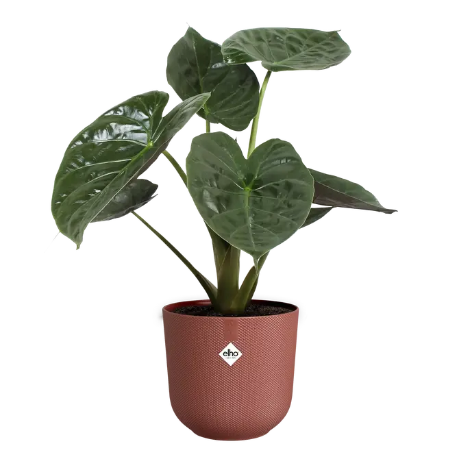 ELHO Pot jazz 26cm toscaans rood sfeer, Elho, tuincentrumoutlet