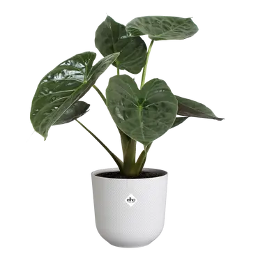 ELHO Pot jazz 26cm zijdewit plant, Elho, tuincentrumoutlet