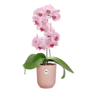 ELHO Pot vibes fold orchidee 12.5cm roze sfeer, Elho, tuincentrumoutlet