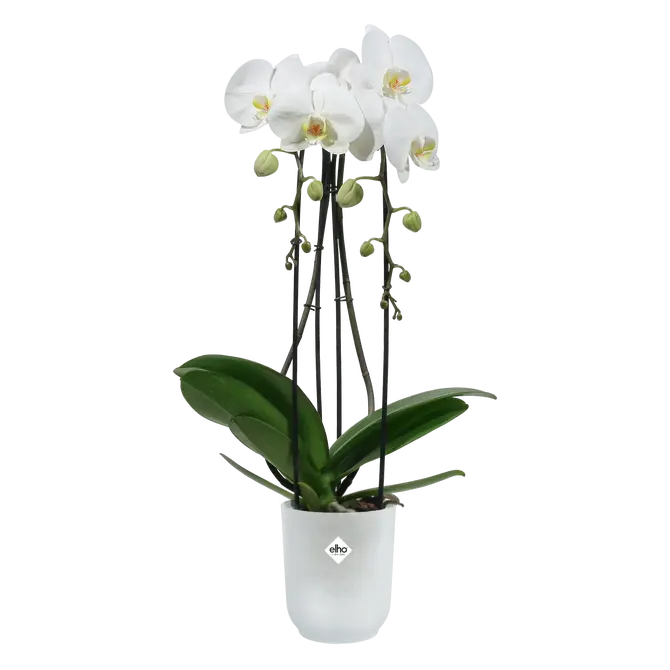 ELHO Pot vibes fold orchidee 12.5cm transparant sfeer, Elho, tuincentrumoutlet