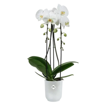 ELHO Pot vibes fold orchidee 12.5cm transparant sfeer, Elho, tuincentrumoutlet